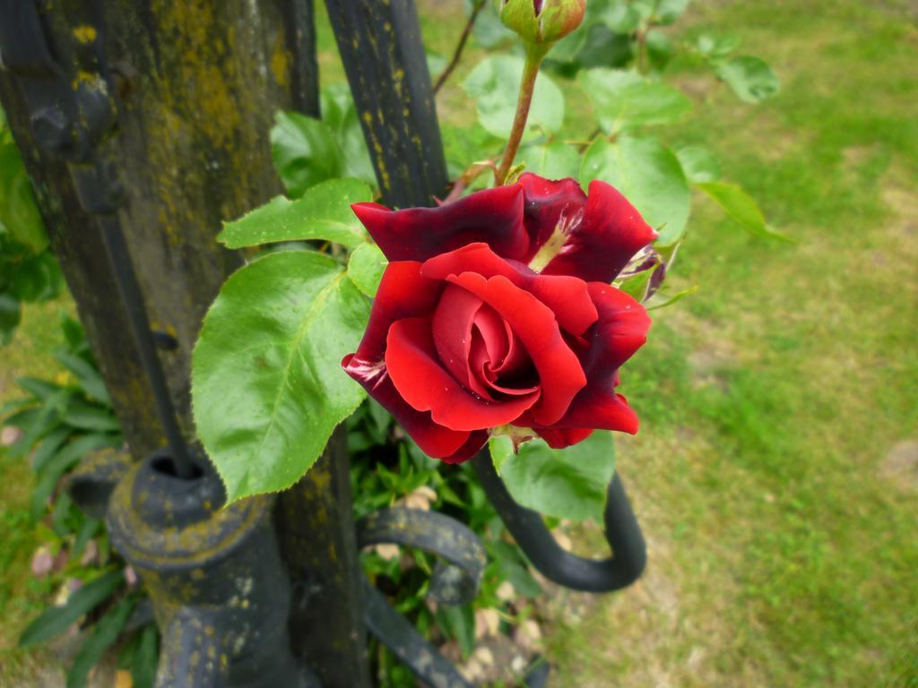 Le Relais De Chasse Hotel Chantenay-Saint-Imbert Buitenkant foto